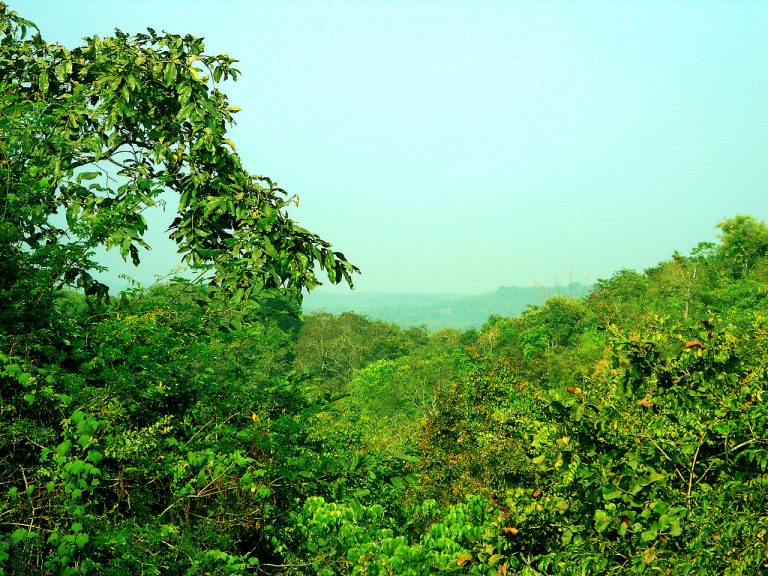 View of the Forest,Eturnagaram Wildlife Sanctuary, Credits: Wikipedia