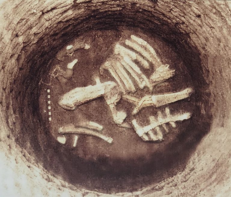 Soak Pit showing animal bones, Peddabankur