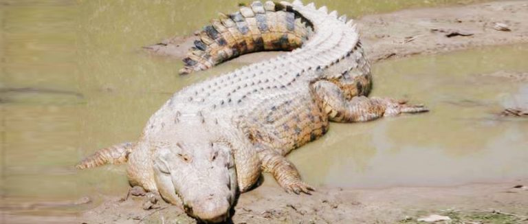 Marshy crocodile in the Godavari river, Shivvaram Wildlife Sanctuary , Source: Telangana Tourism