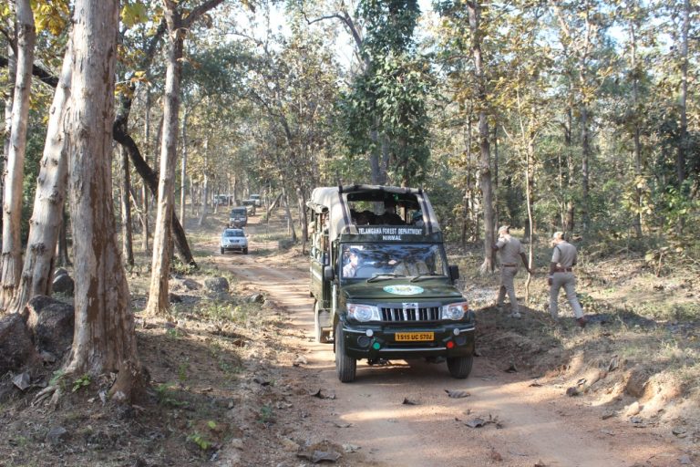 Safari in the park,Kawal  Wildlife Sanctuary, Source: kawaltiger.com